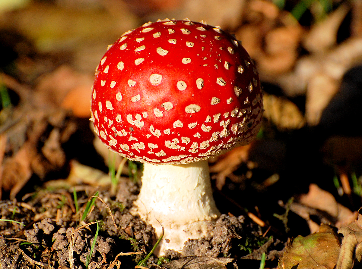Renowned Writer Tripped on Magic Mushrooms